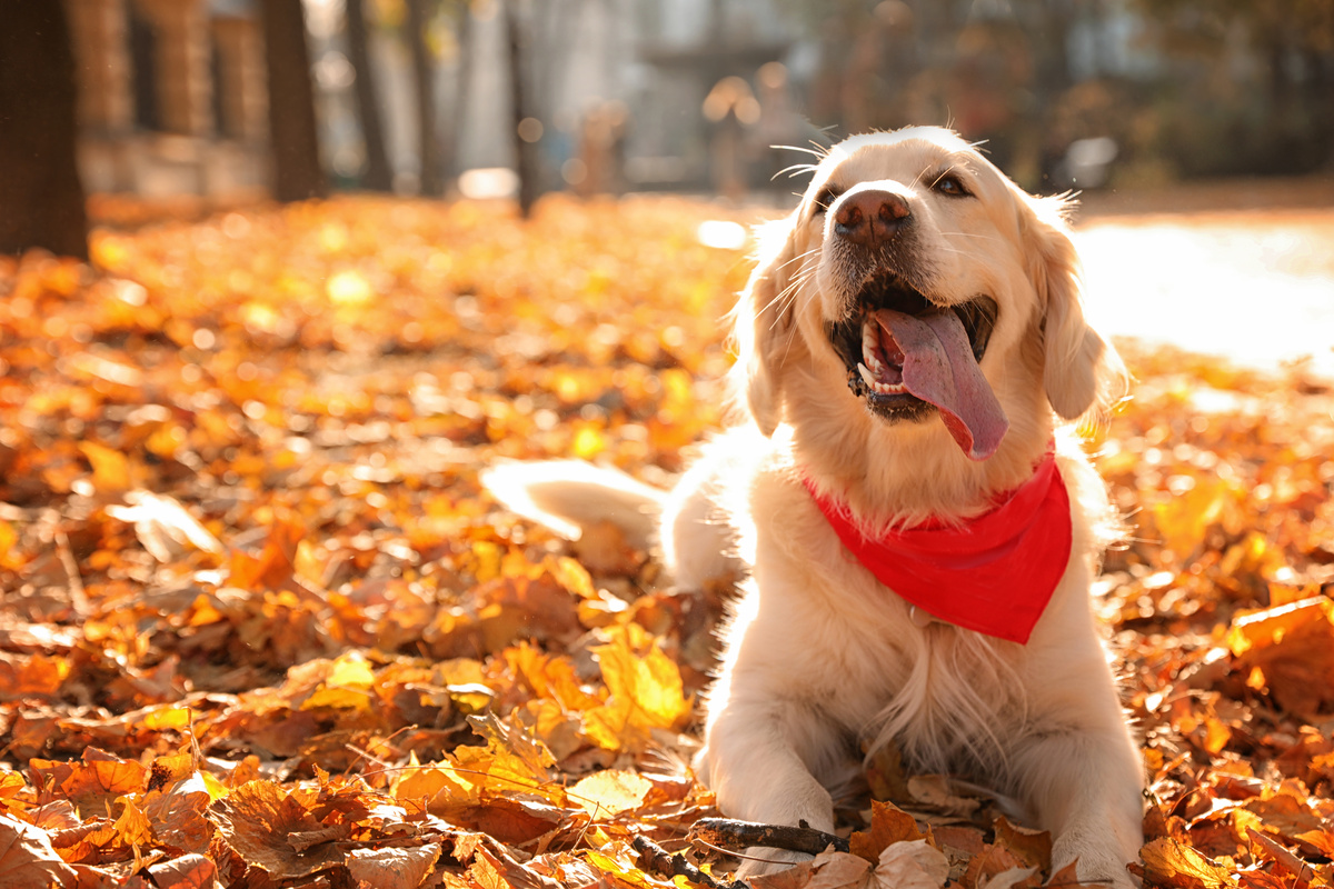 Cachorro da raça Golden retriever, com lenço vermelho no pescoço, deitado em campo de folhas alaranjadas.