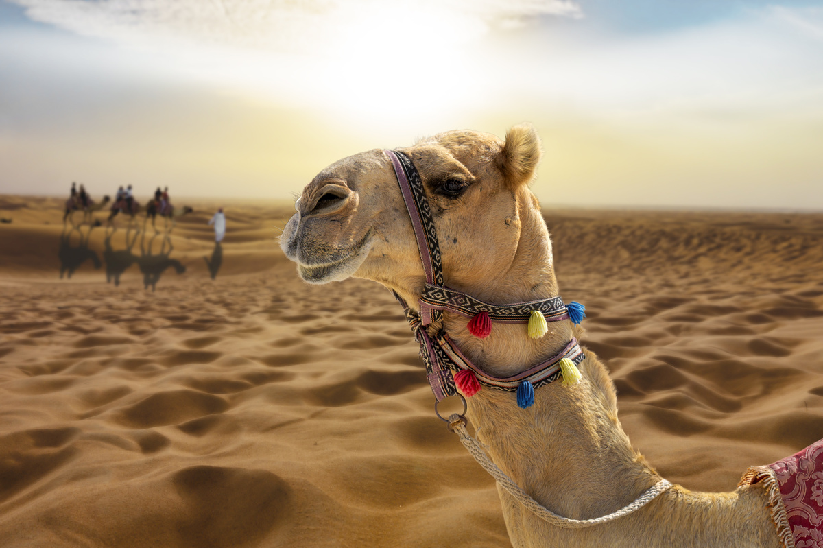 Camelo com cordas coloridas em volta de seu focinho. 