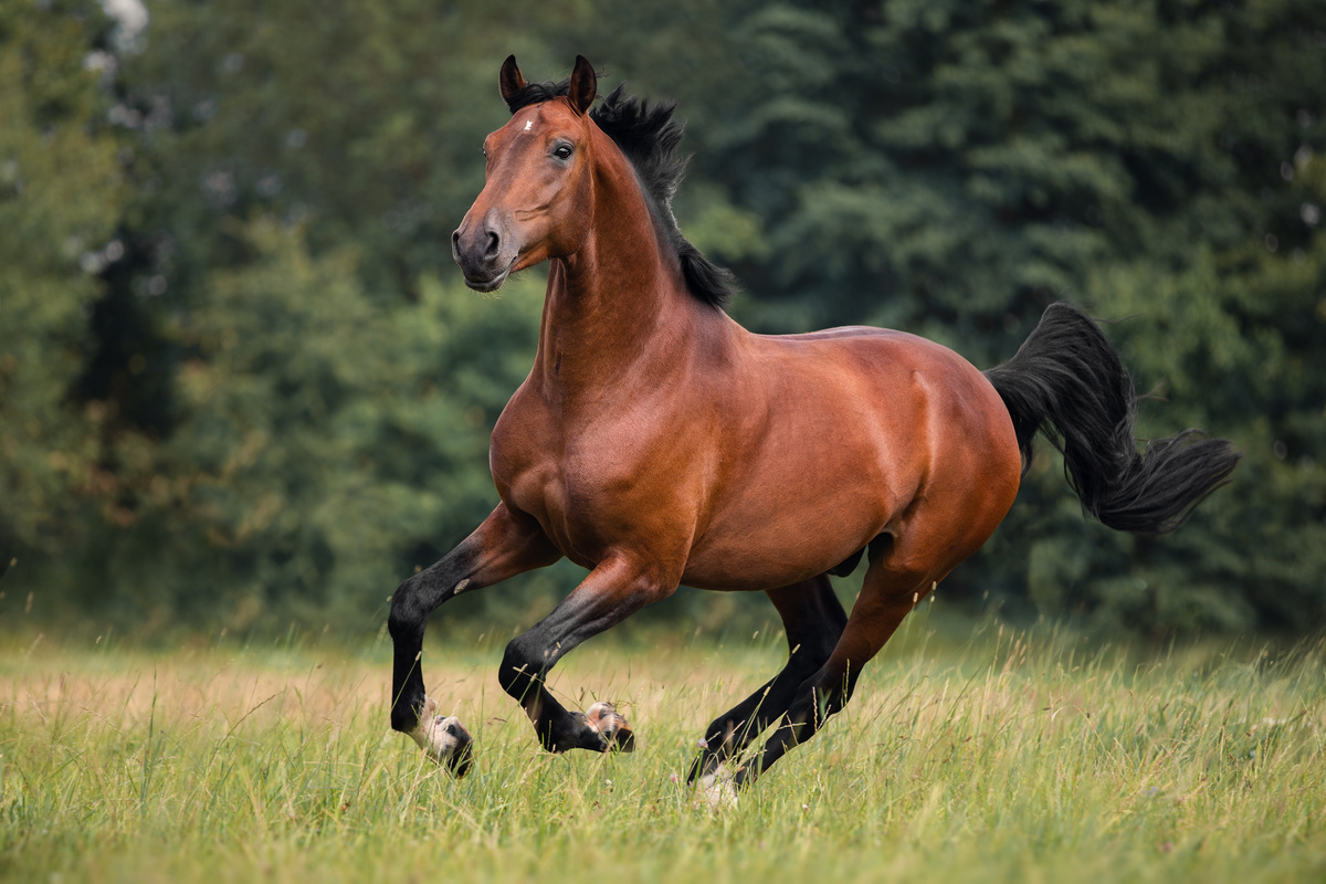 Cavalo marrom cavalgando livremente em campo aberto.