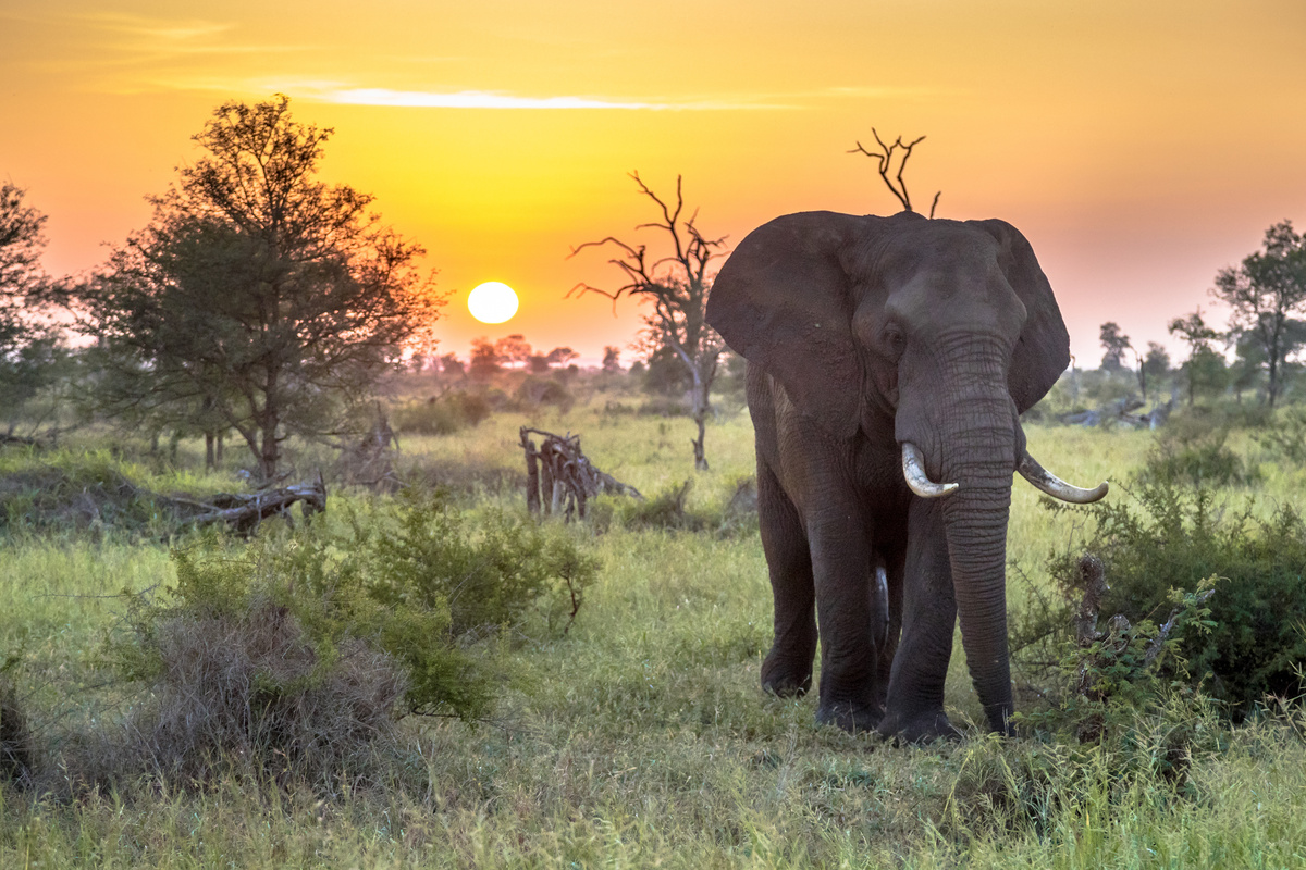 Elefante em meio à savana no pôr do sol. 