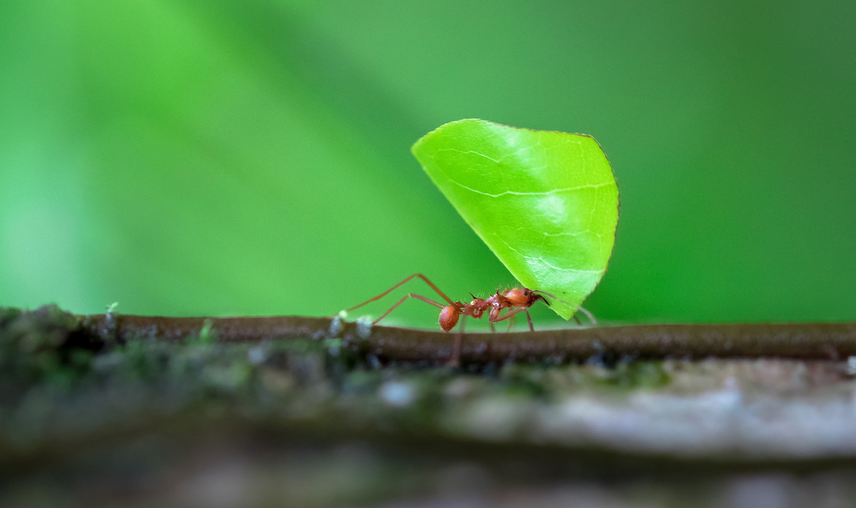 Formiga carregando folha verde nas costas.