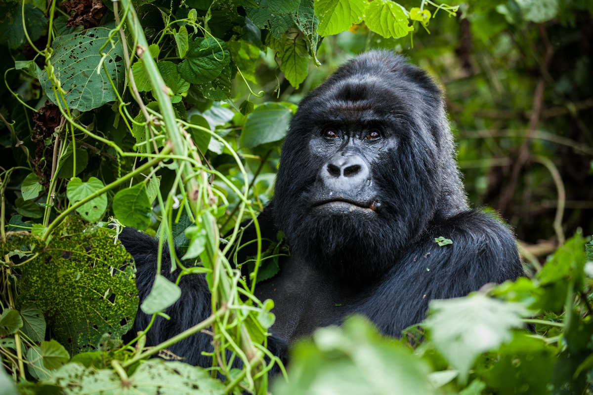Gorila sentado entre galhos verdes de plantas.