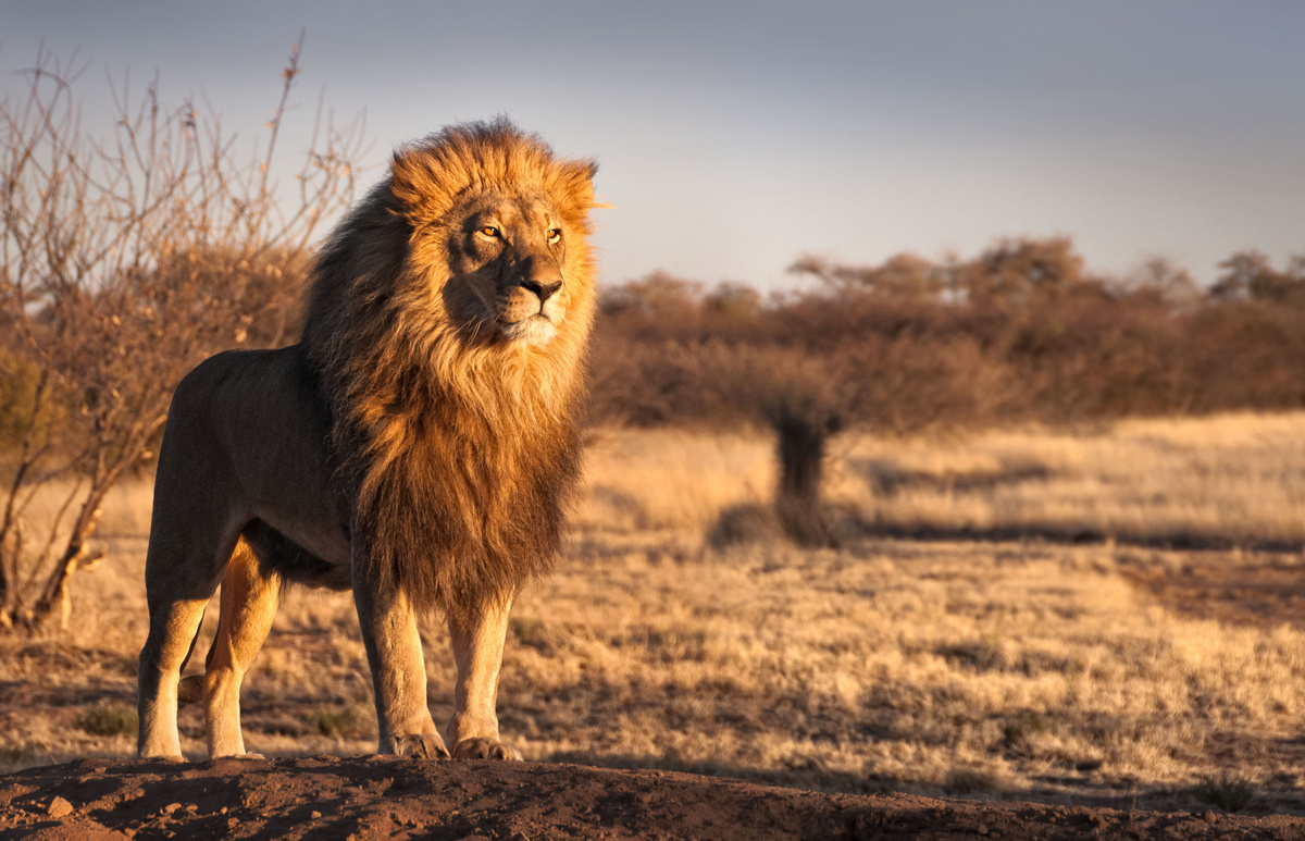 Leão olhando para o horizonte de uma savana. 