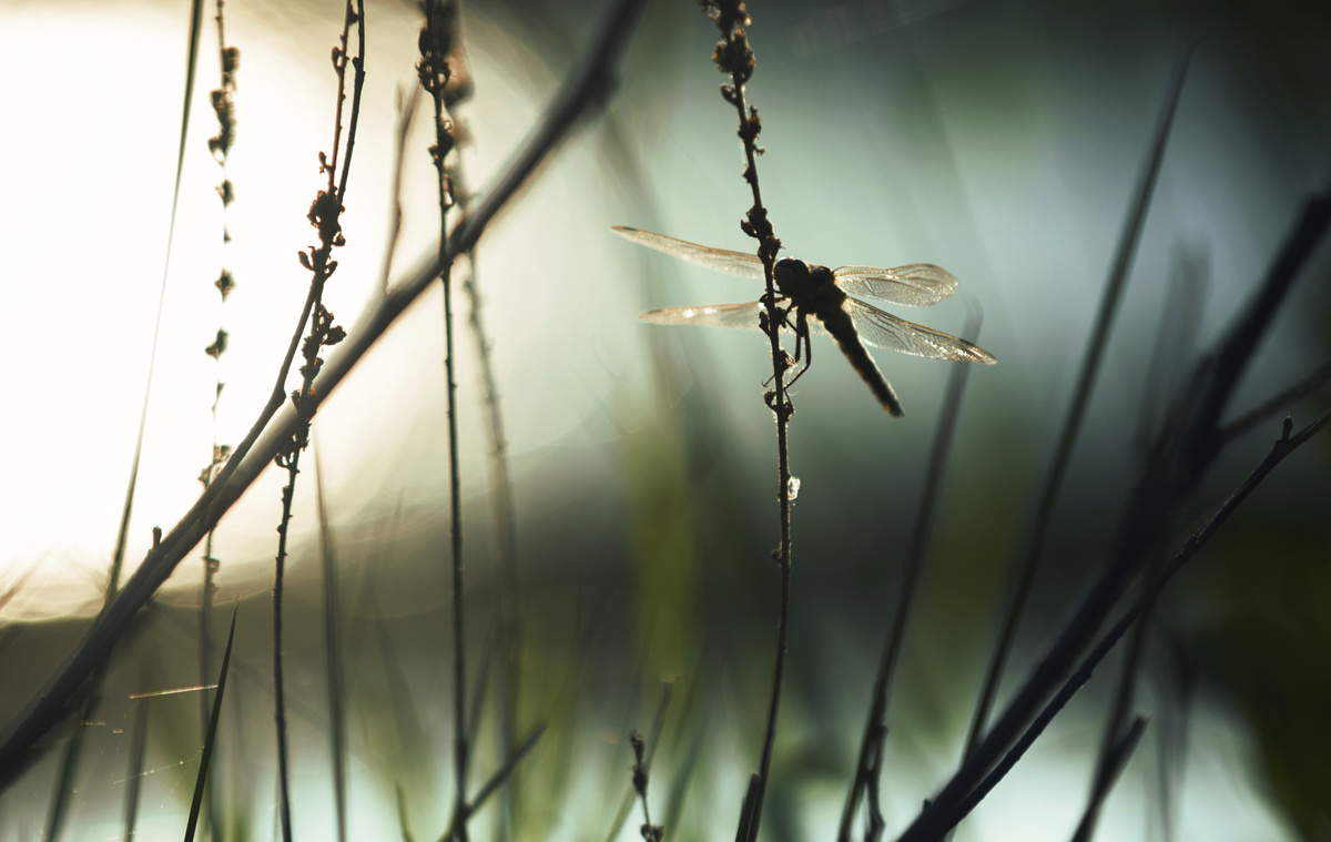 Sombra de libélula repousando em galho de flor. 