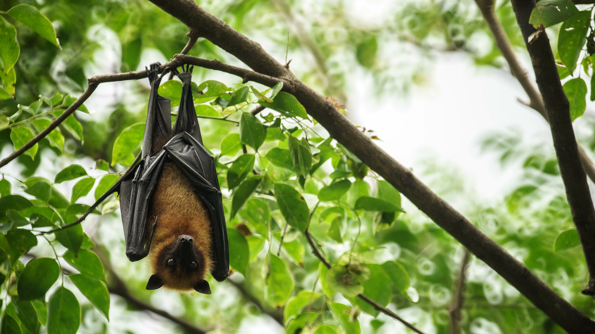 Morcego de cabeça para baixo em galho de árvore.