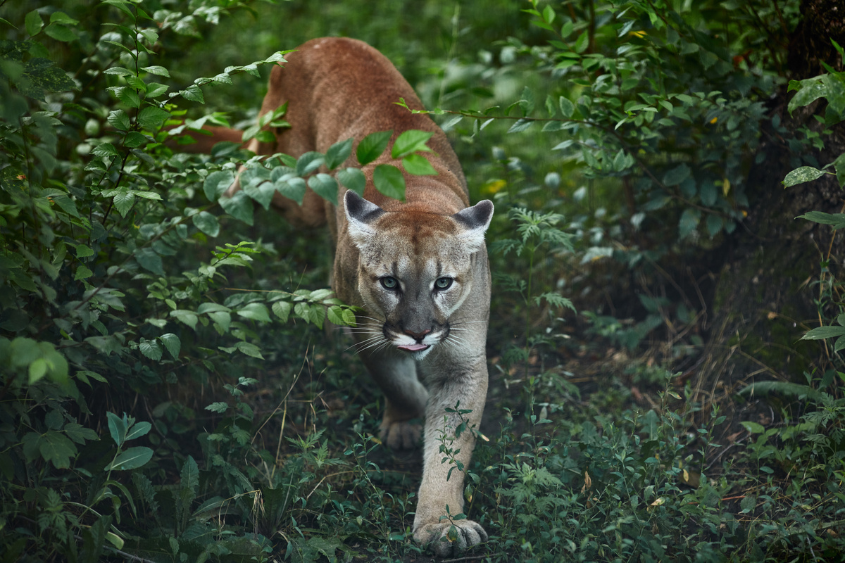 Puma caminhando em meio à floresta.