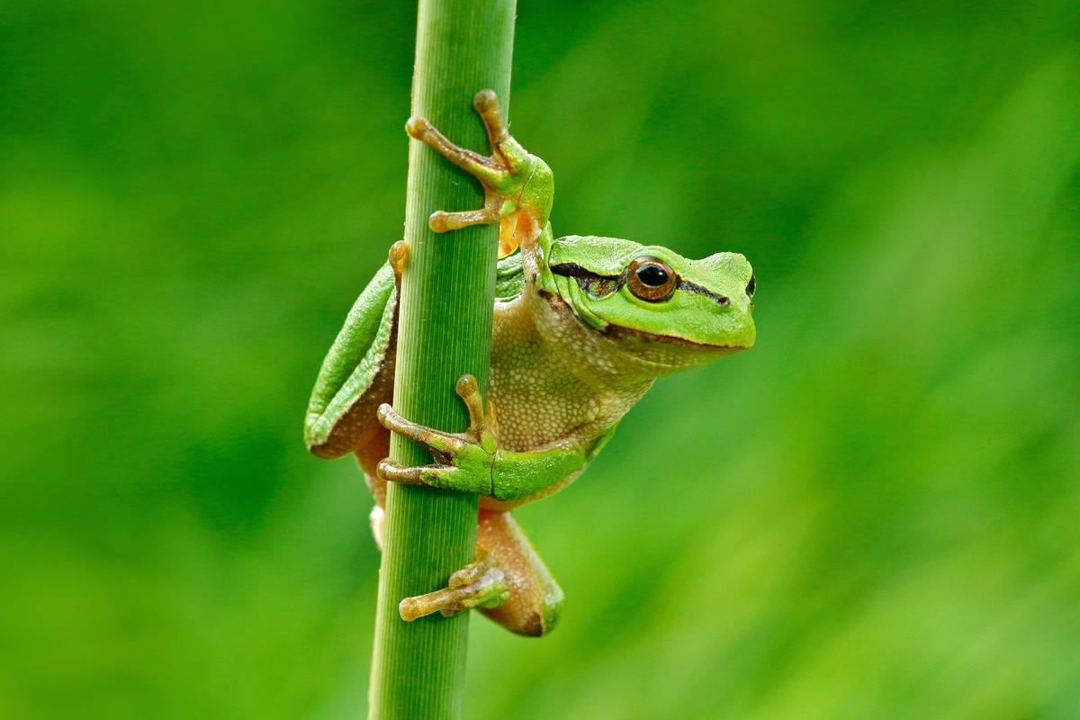 Sapo verde de patas alaranjadas agarrado em tronco verde de planta.