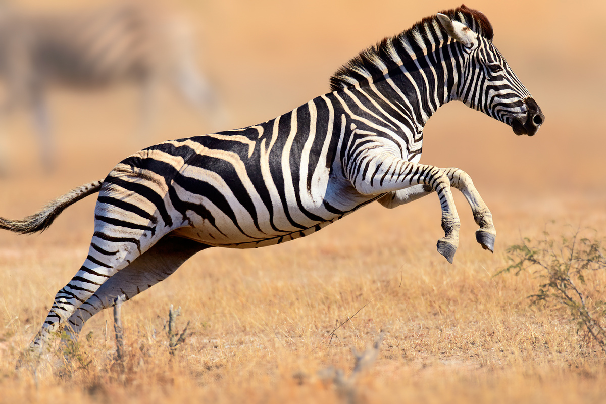 Zebra trotando em savana. 