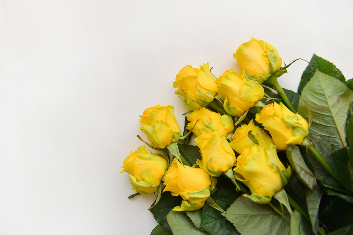 Rosa amarela; uma das plantas de Oxum
