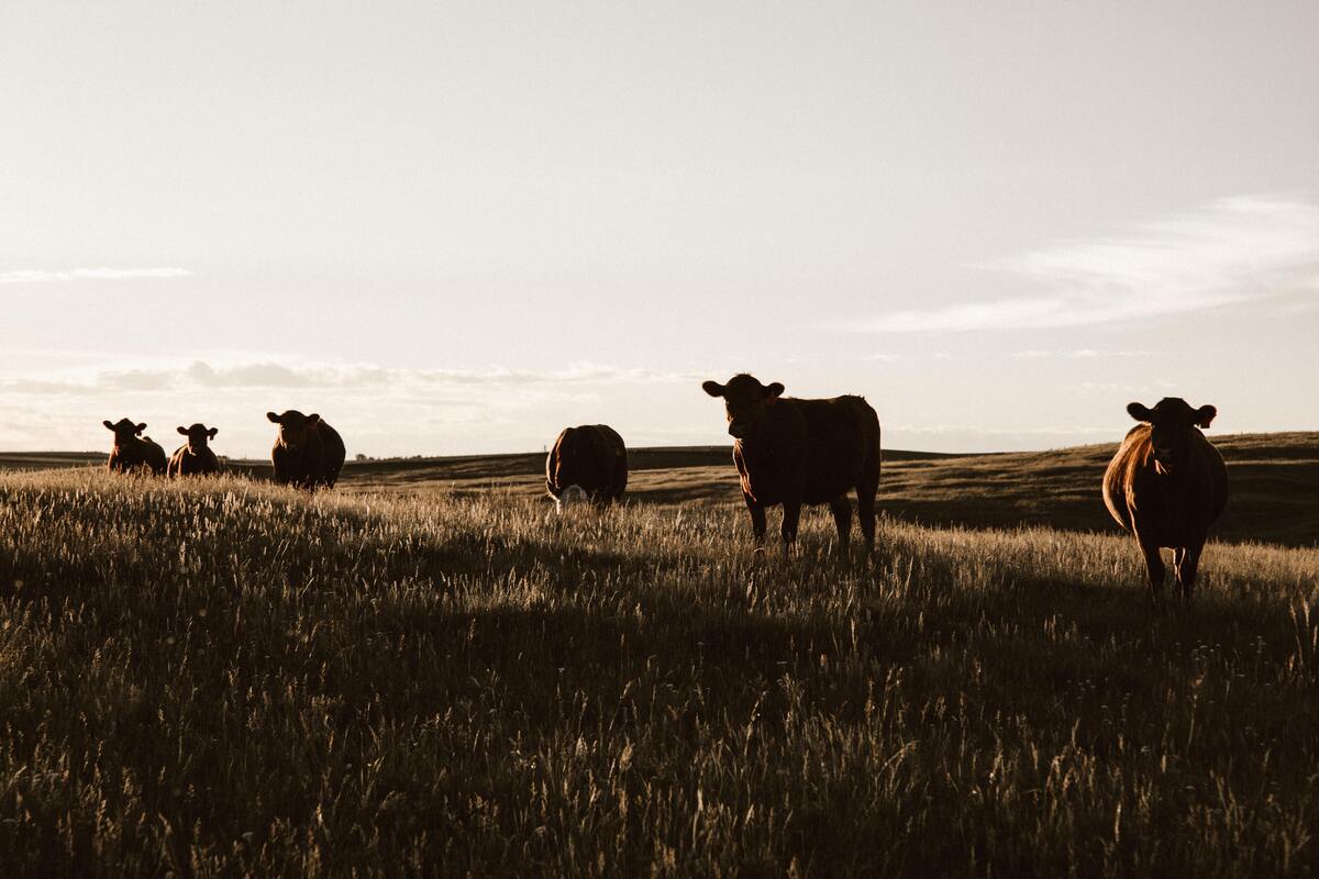 Silhueta de gado em um campo gramado.