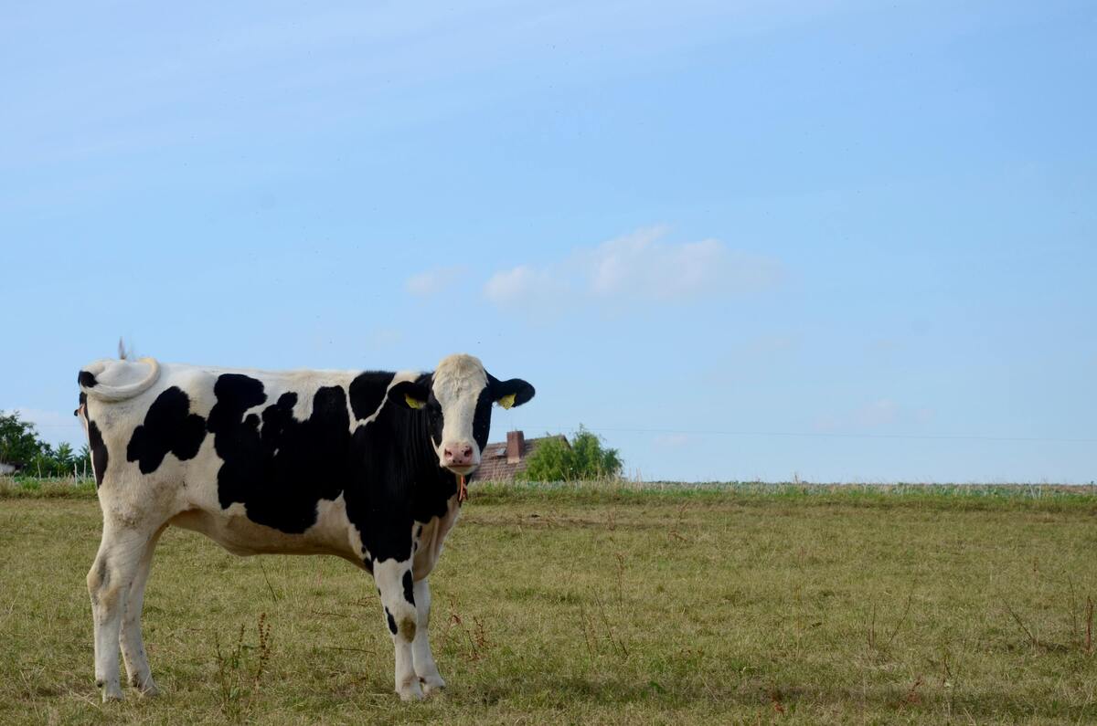 Vaca em um campo gramado.