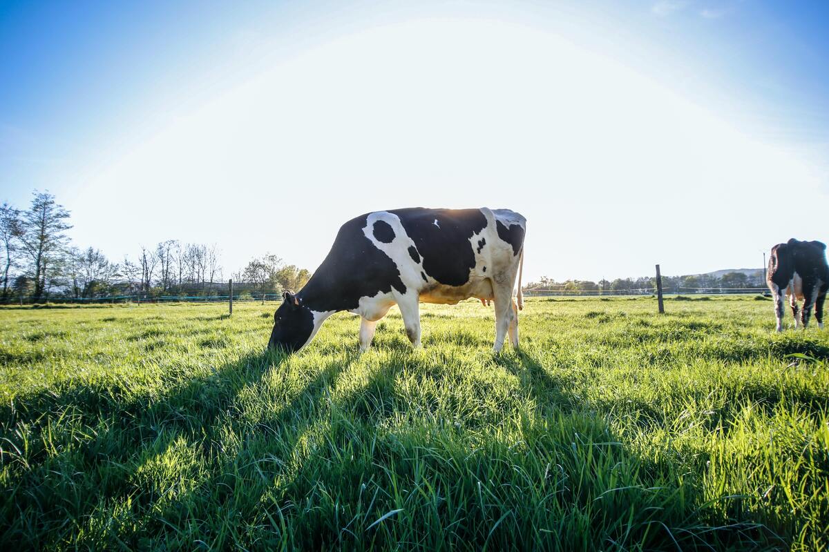Vaca se alimentando em um campo gramado.