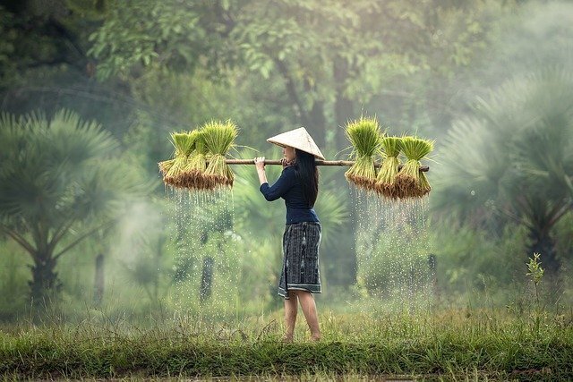 Mulher em plantação de arroz