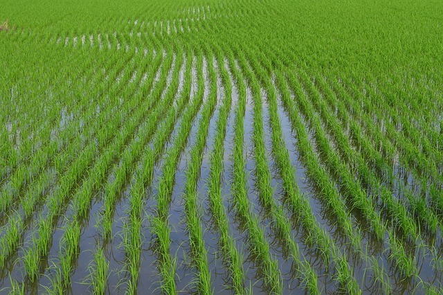 Plantação de arroz inundada