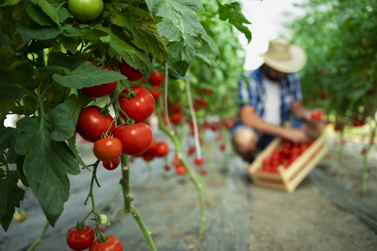 Homem colhendo em uma plantação de tomate