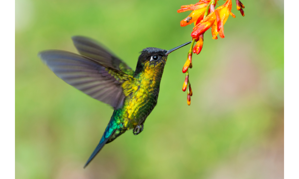 Beija-flor verde e amarelo voando e pegando o néctar de uma flor amarela e laranja.