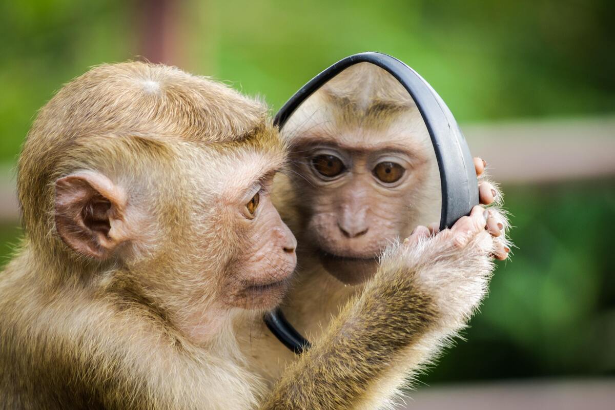 Macaco se olhando no espelho