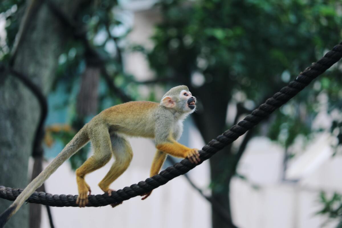 Macaco subindo em corda