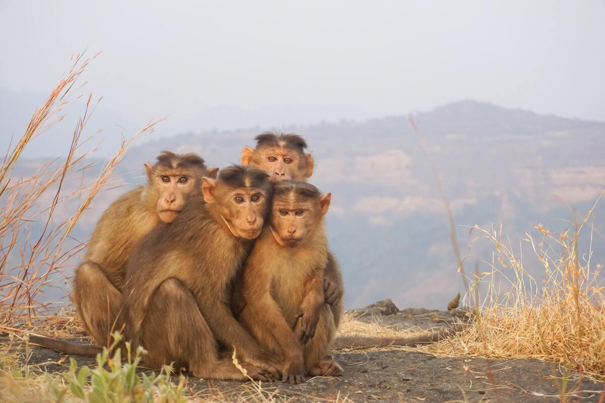 Vários macacos observando