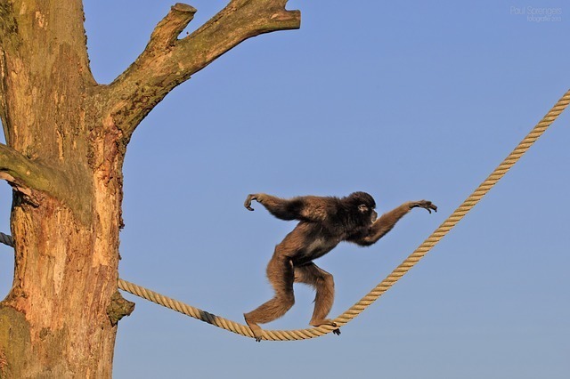 Macaco andando entre árvores em corda