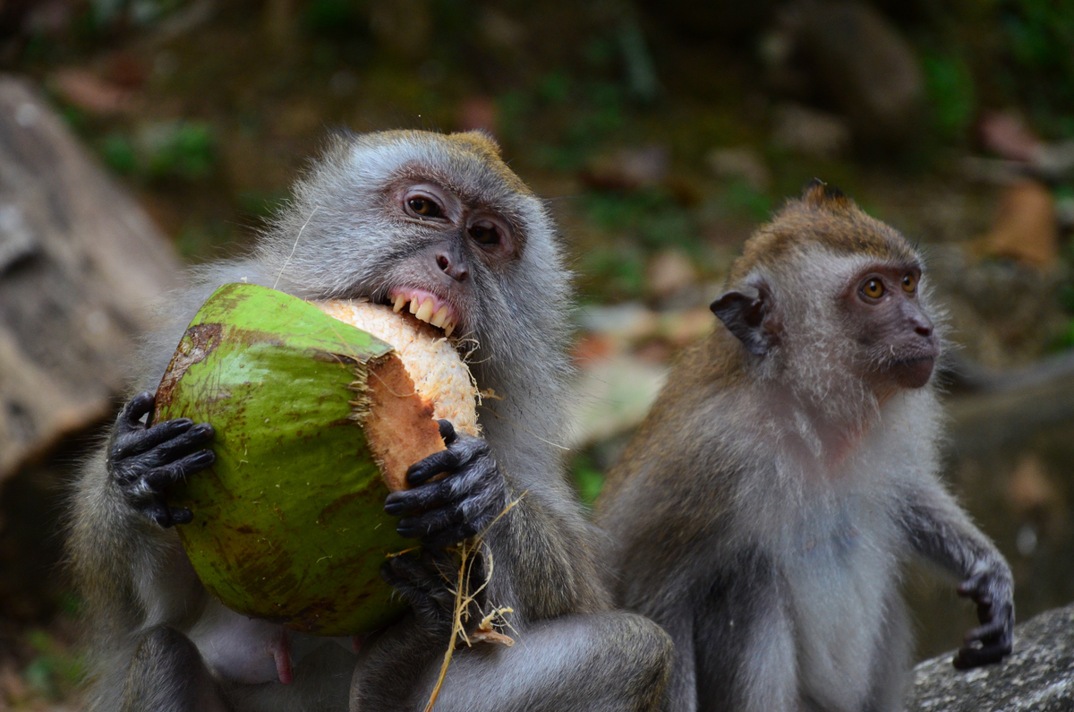 Macaco comendo coco