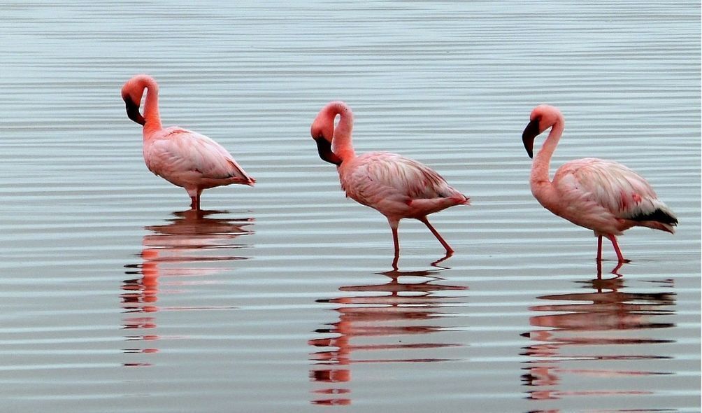 Imagem de três flamingos
