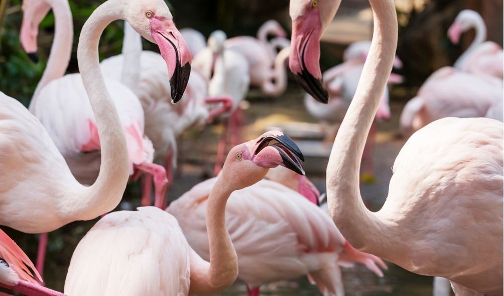 Imagem de vários flamingos cor-de-rosa