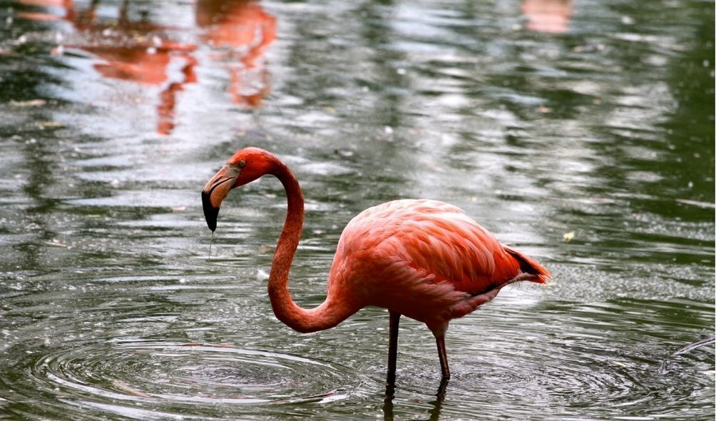 Imagem de flamingo no rio