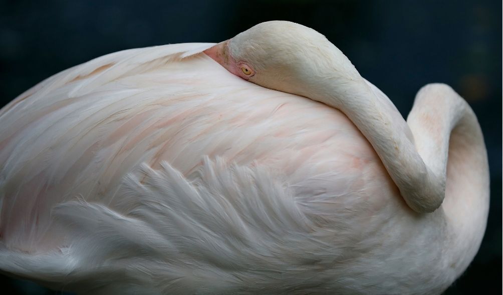 Imagem de flamingo