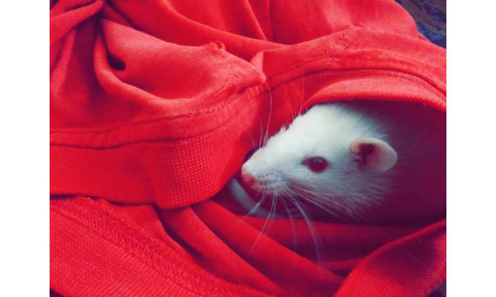 Rato branco envolto por um tecido vermelho.