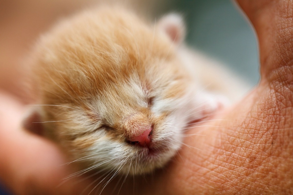 Filhote de gato recém-nascido