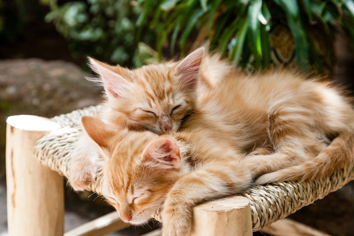 Dois filhotes de gato dormindo juntos