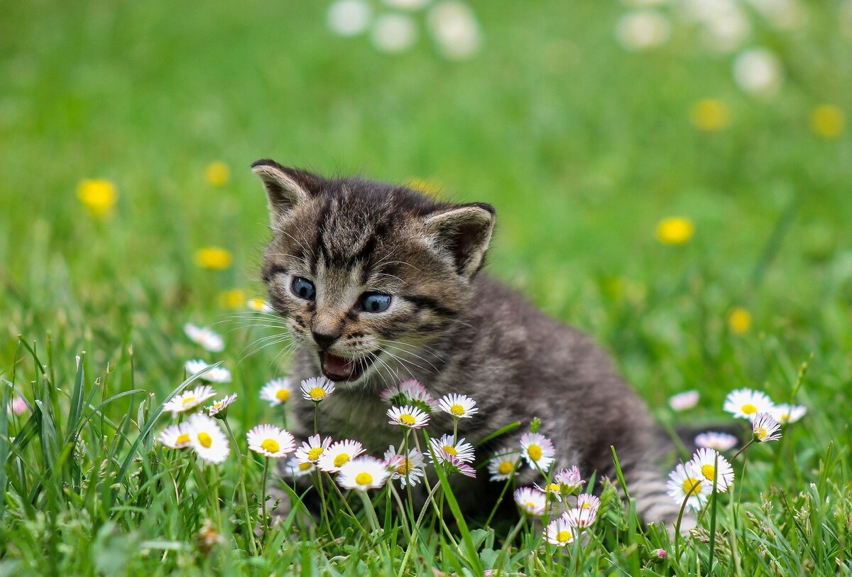 Filhote de gato em meio a flores