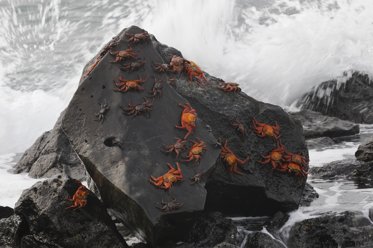 Diversos siris alaranjados subindo grande rocha na beirada do mar.