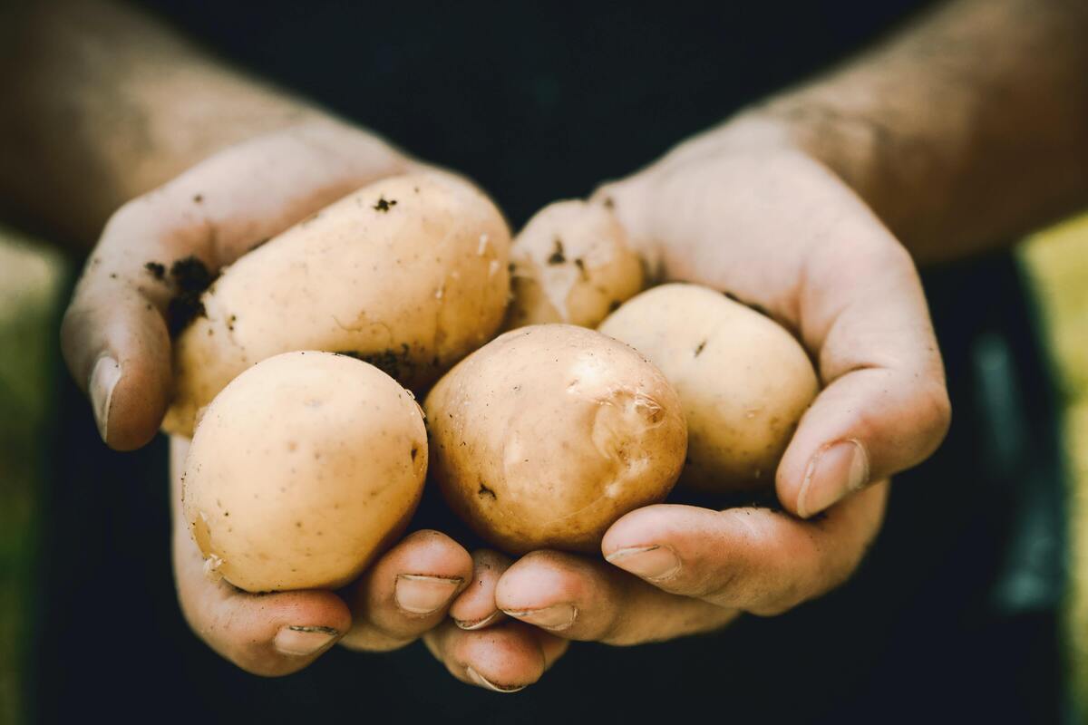 Pessoa segurando batatas com as mãos sujas de terra
