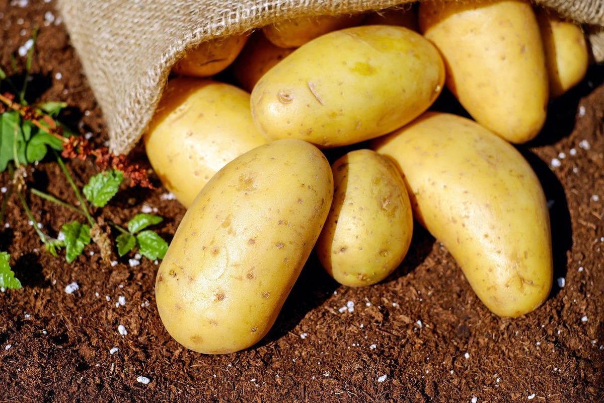 Batatas na terra
