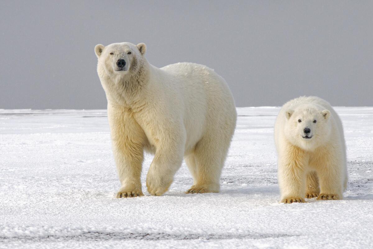 Dois ursos polares. 