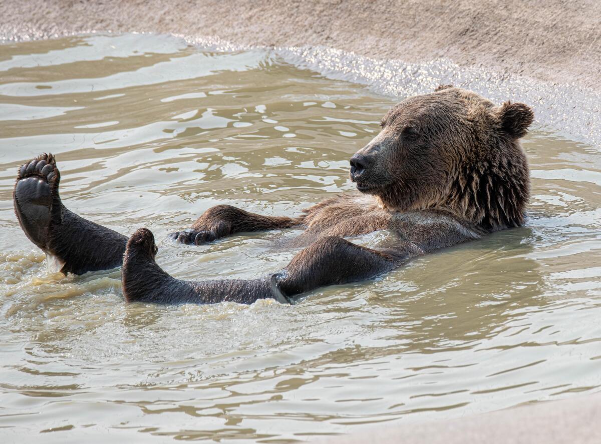 Urso tomando banho.