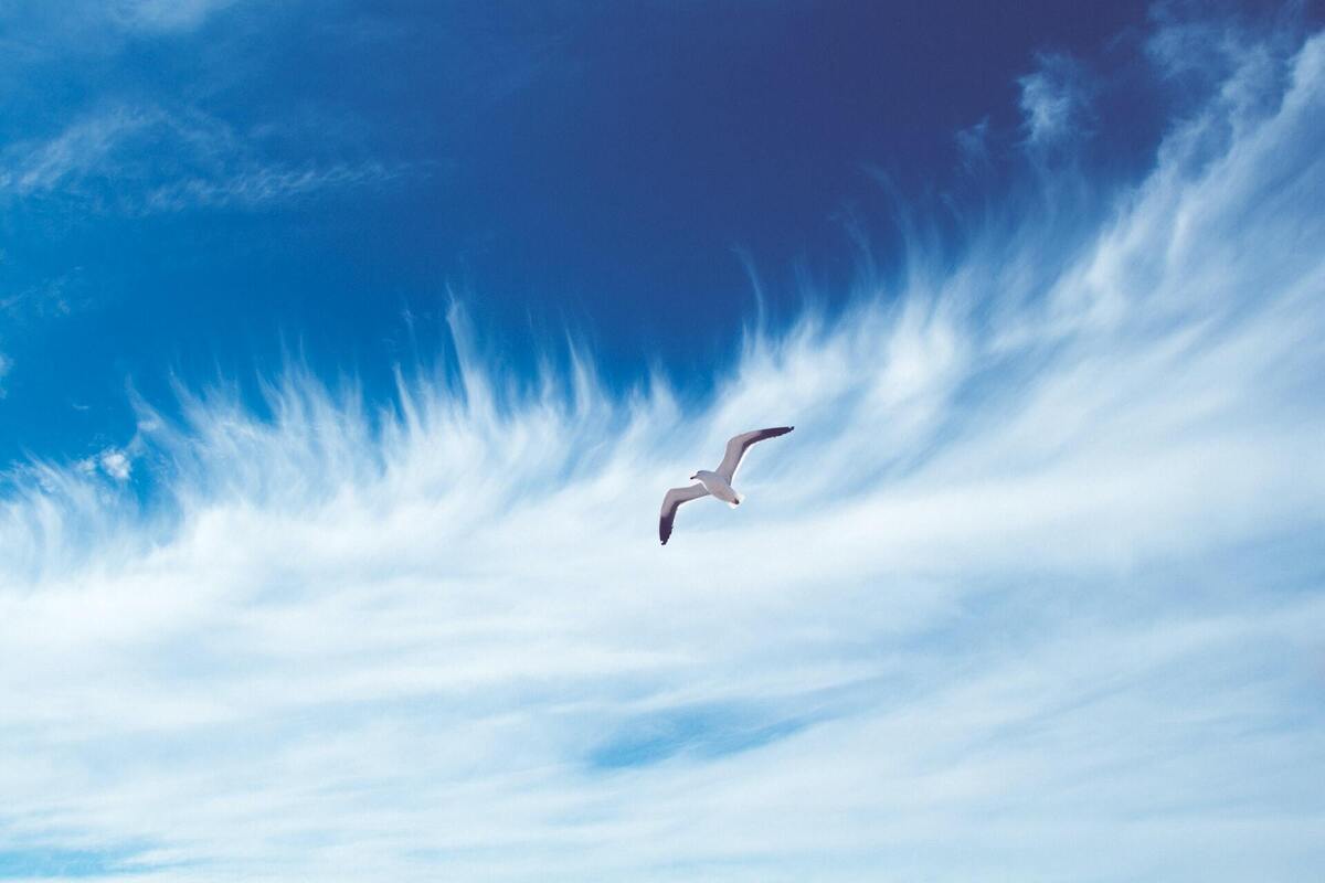 Gaivota voando em céu azul com nuvens