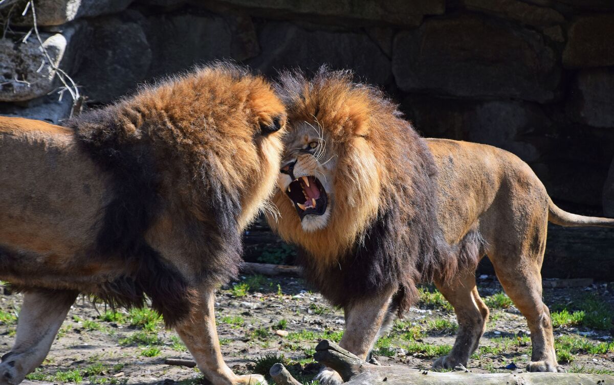 Dois leões brigando.