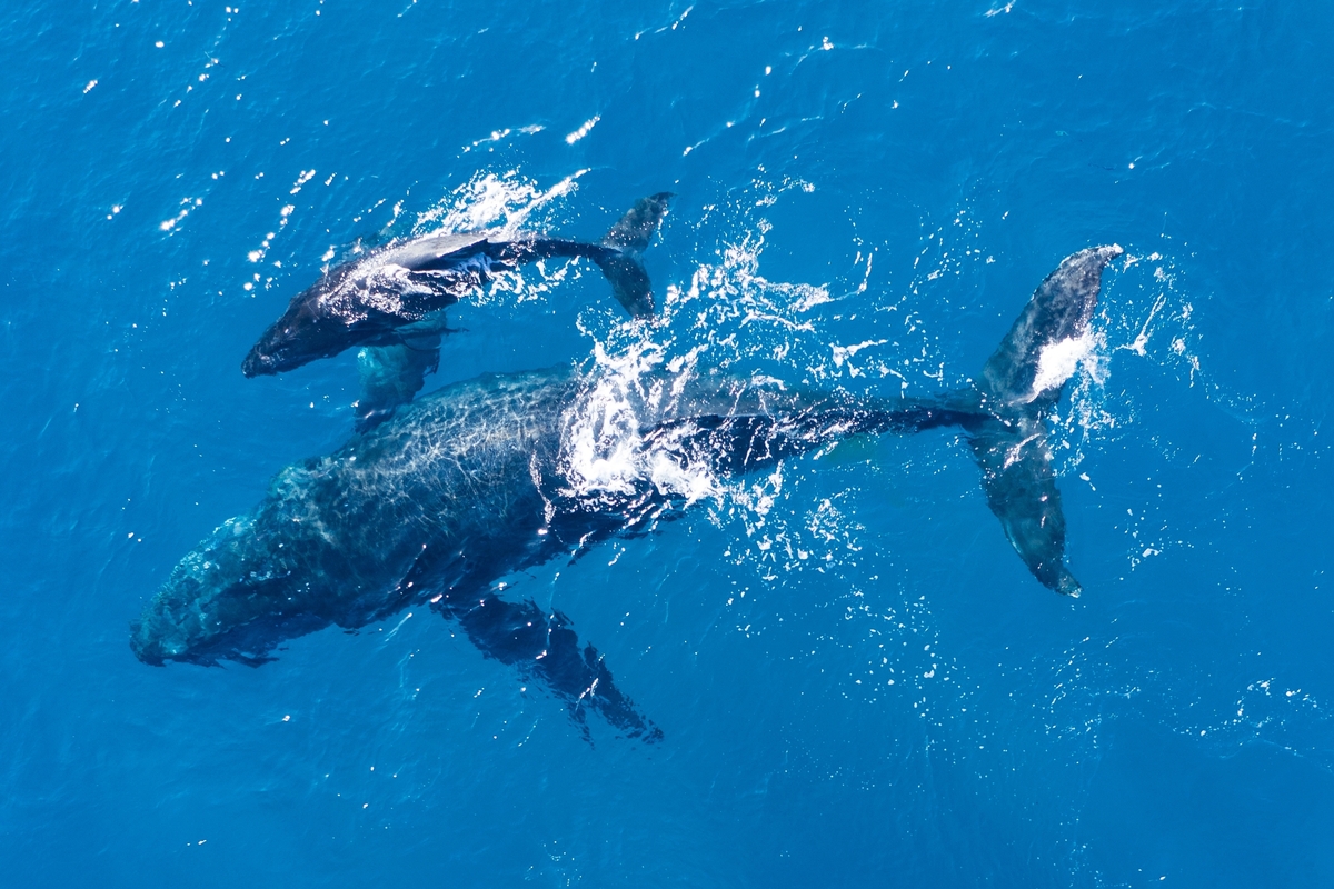 Baleia e golfinho nadando
