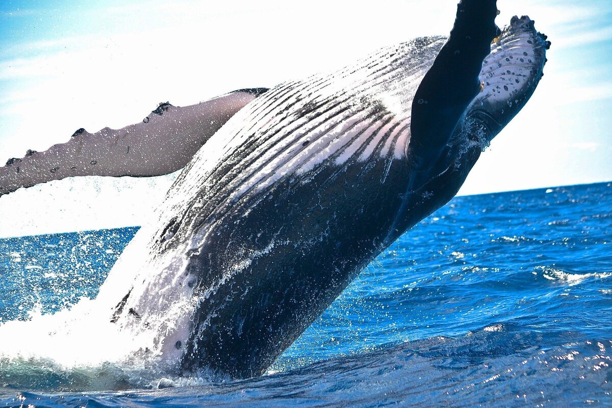 Baleia jubarte saindo da água