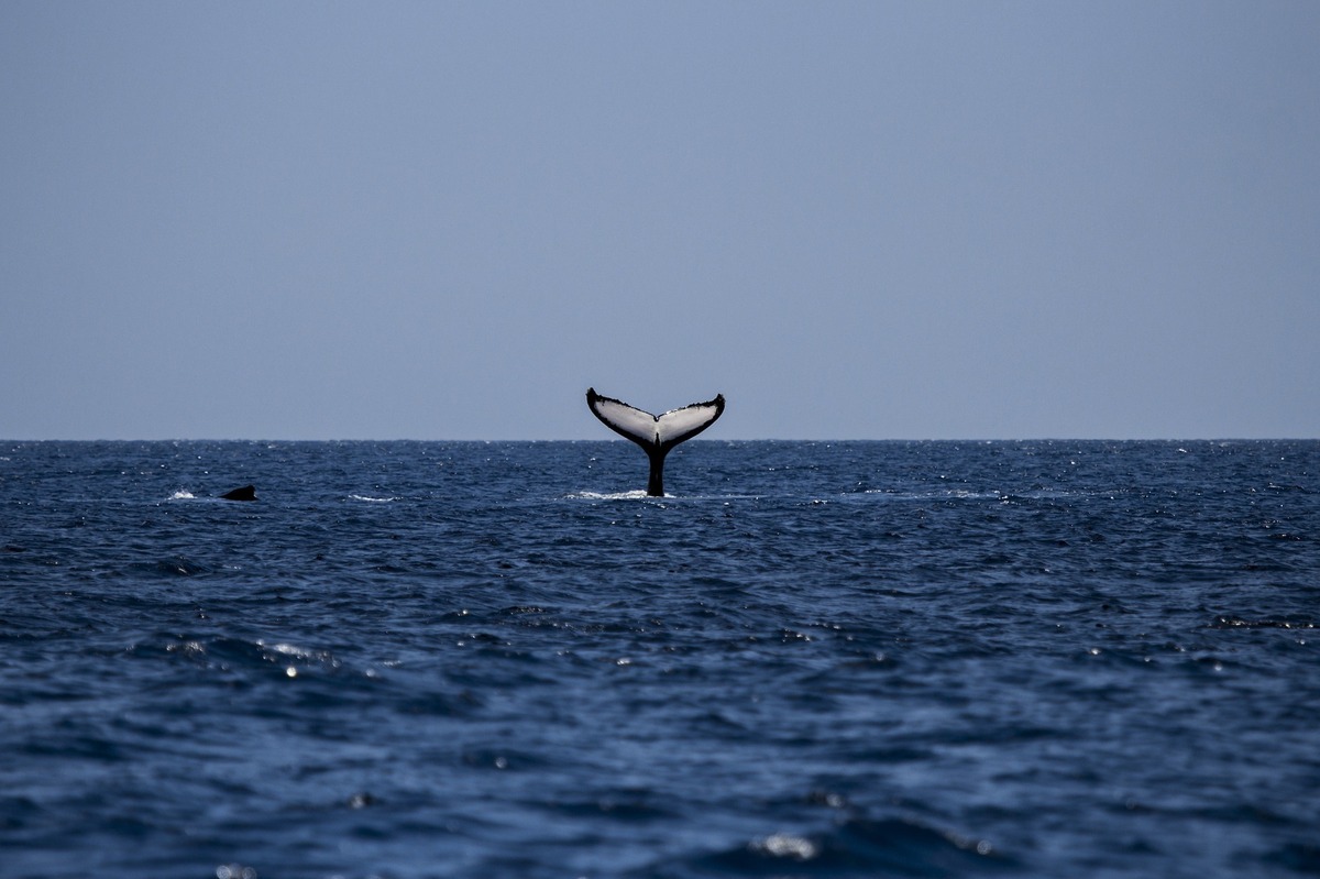 Rabo de baleia no oceano