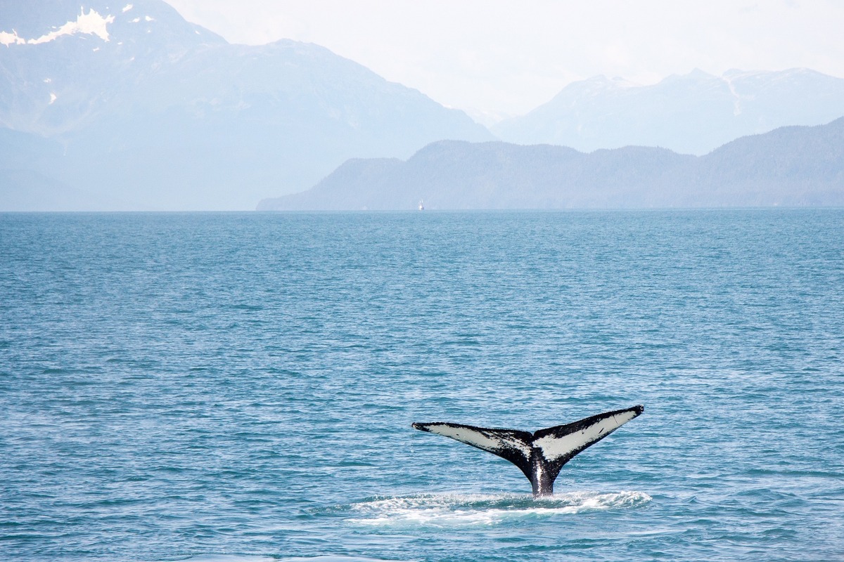 Rabo de baleia no oceano