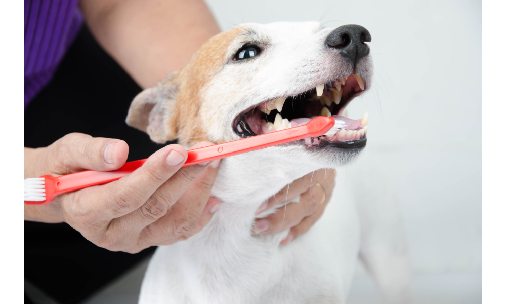 Pessoa escovando os dentes de um cachorro.