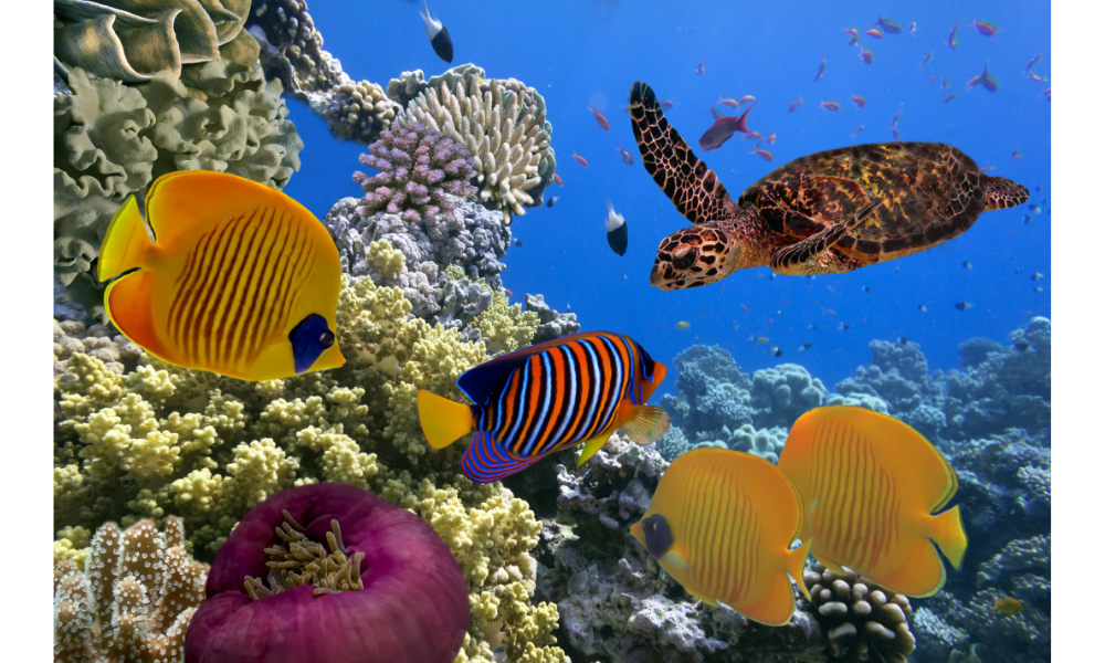 Foto do fundo do mar com vários peixes coloridos e uma tartaruga.