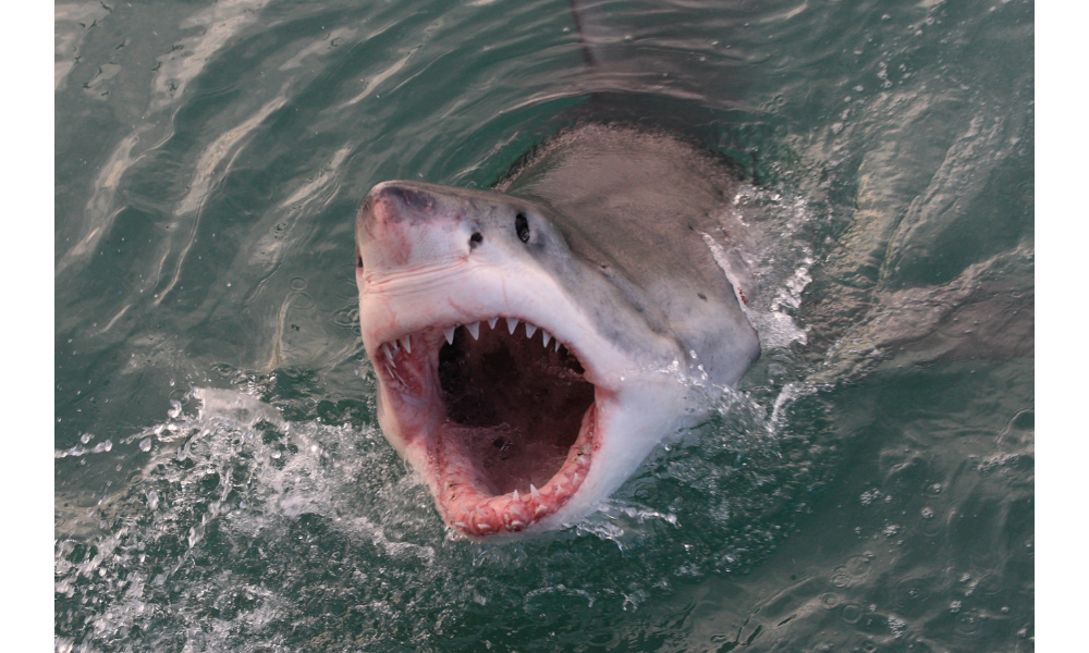 Grande tubarão no mar com a boca aberta.