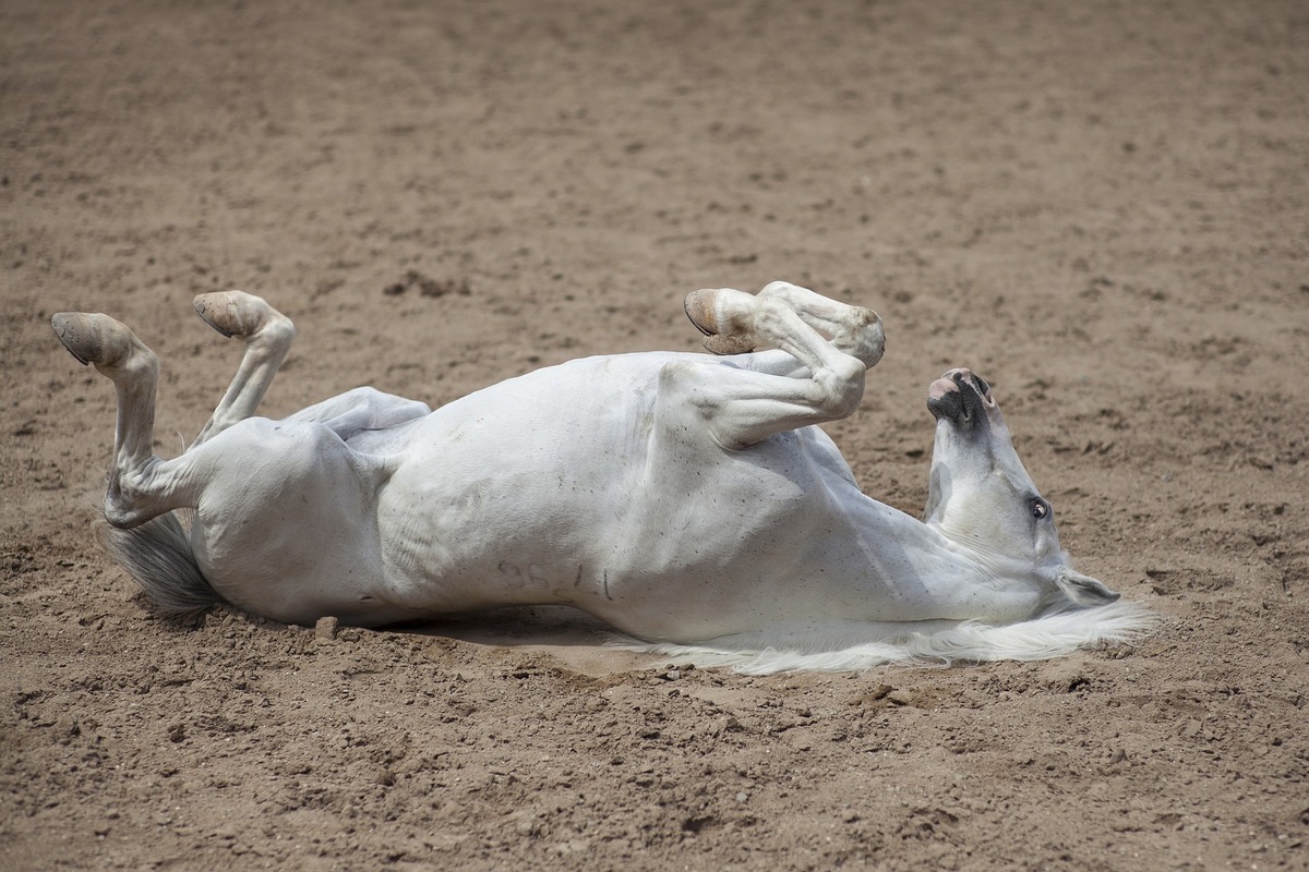 Cavalo branco brincando na terra