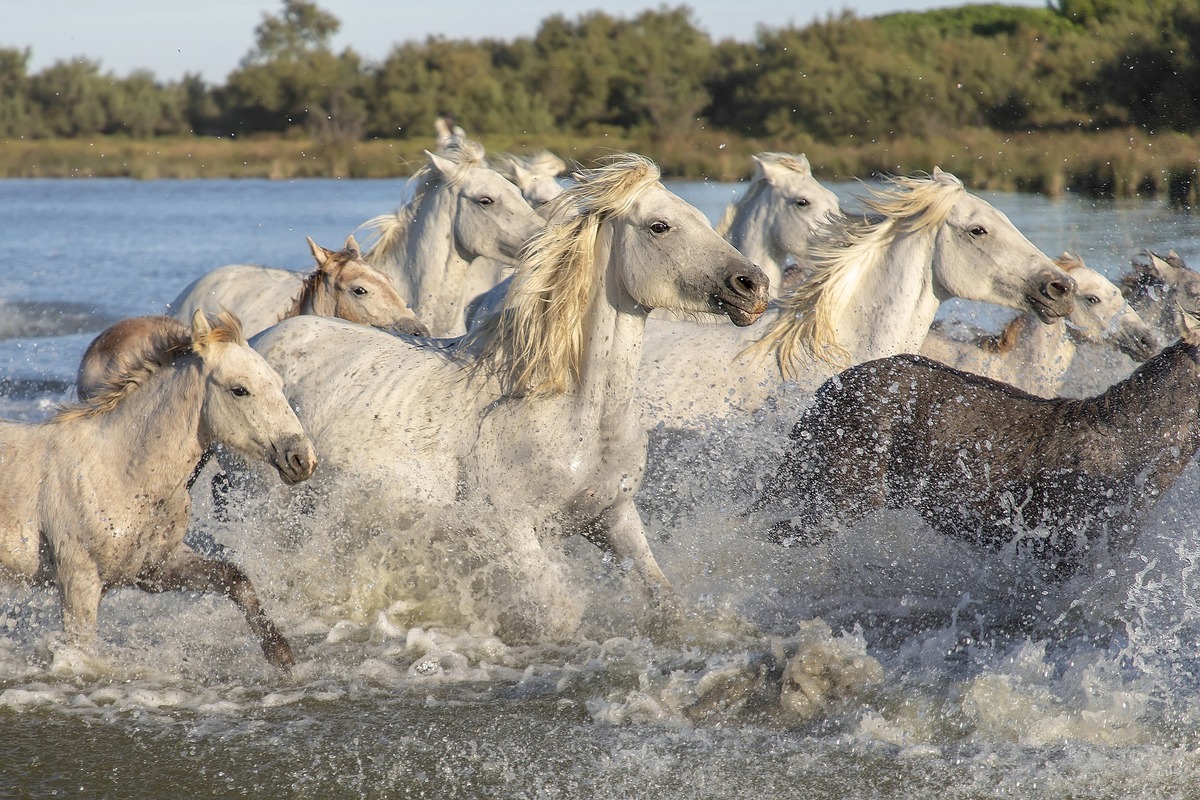 Muitos cavalos brancos na água
