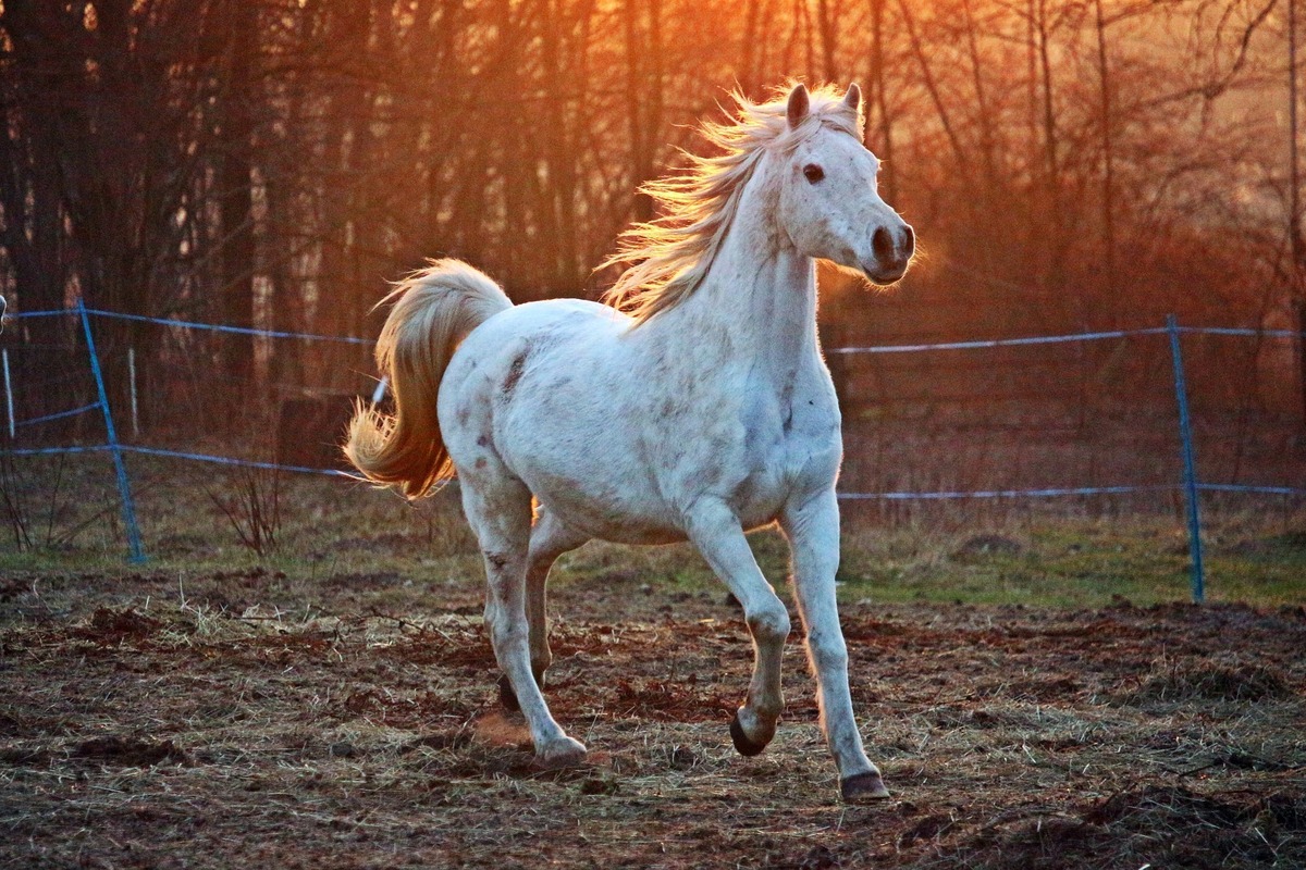 Cavalo branco na lama